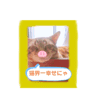 わが家の猫ちゃんおもち〜1歳激太り編〜（個別スタンプ：1）
