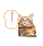 わが家の猫ちゃんおもち〜1歳激太り編〜（個別スタンプ：2）