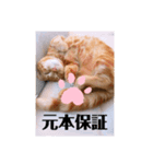 わが家の猫ちゃんおもち〜1歳激太り編〜（個別スタンプ：6）