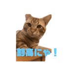 わが家の猫ちゃんおもち〜1歳激太り編〜（個別スタンプ：8）