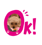 animals-6（個別スタンプ：4）