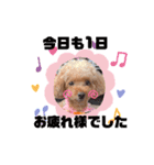 animals-6（個別スタンプ：6）