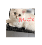 ねこのぬぬくん（個別スタンプ：5）