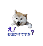 麦の友達の咲良ちゃん（個別スタンプ：1）