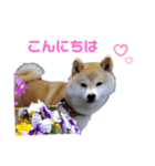 麦の友達の咲良ちゃん（個別スタンプ：2）