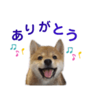 麦の友達の咲良ちゃん（個別スタンプ：3）