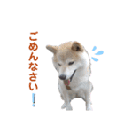 麦の友達の咲良ちゃん（個別スタンプ：5）
