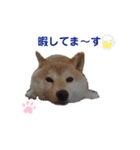 麦の友達の咲良ちゃん（個別スタンプ：7）
