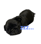黒パグ赤ちゃんのけんちゃん（個別スタンプ：7）
