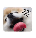 こばち（個別スタンプ：3）