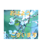 こころ休まる花と風景(17)（個別スタンプ：6）