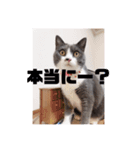 第4弾です。（個別スタンプ：4）