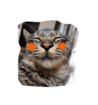 エビス 猫（個別スタンプ：1）