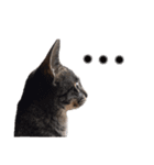 エビス 猫（個別スタンプ：2）