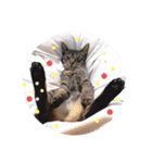 エビス 猫（個別スタンプ：3）