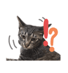 エビス 猫（個別スタンプ：4）