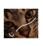 エビス 猫（個別スタンプ：5）