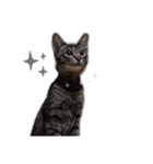 エビス 猫（個別スタンプ：6）