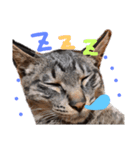 エビス 猫（個別スタンプ：7）