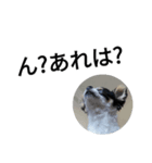 シャイニースタンプ第4弾【トリミング後】（個別スタンプ：3）