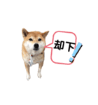 しょこたんです。（個別スタンプ：3）