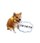 しょこたんです。（個別スタンプ：4）