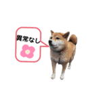 しょこたんです。（個別スタンプ：6）
