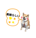 しょこたんです。（個別スタンプ：8）