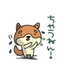 関西弁柴犬のゆるーいスタンプ（個別スタンプ：20）