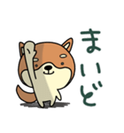 関西弁柴犬のゆるーいスタンプ（個別スタンプ：33）