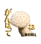 京都の夏のきのこシリーズ（個別スタンプ：5）