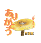 京都の夏のきのこシリーズ（個別スタンプ：6）