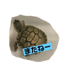 可愛い動物達（オリジナル）（個別スタンプ：7）