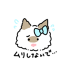 ラグドールのぽん＆あん（個別スタンプ：20）