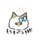 ラグドールのぽん＆あん（個別スタンプ：22）