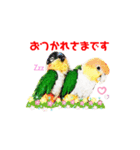 シロハラインコとニョオウインコ 1（個別スタンプ：3）