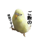 うちのスズ飼いませんか？（個別スタンプ：1）