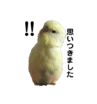 うちのスズ飼いませんか？（個別スタンプ：3）