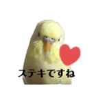 うちのスズ飼いませんか？（個別スタンプ：5）