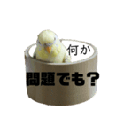 うちのスズ飼いませんか？（個別スタンプ：8）