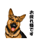 ジャーマンシェパード警察犬 第5弾（個別スタンプ：2）