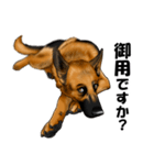 ジャーマンシェパード警察犬 第5弾（個別スタンプ：3）