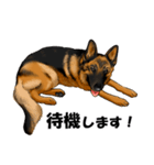 ジャーマンシェパード警察犬 第5弾（個別スタンプ：30）