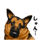 ジャーマンシェパード警察犬 第5弾（個別スタンプ：37）