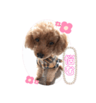 animals-7（個別スタンプ：1）