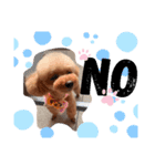 animals-7（個別スタンプ：6）
