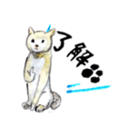水彩画 猫 夏編（個別スタンプ：5）