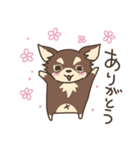 チワワ（チョコタン）のマナちゃん【夏】（個別スタンプ：12）