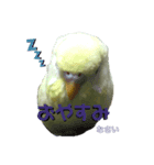 うちのスズ飼いませんか？2（個別スタンプ：1）
