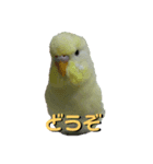うちのスズ飼いませんか？2（個別スタンプ：6）